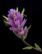 Castilleja elata, Slender Paintbrush